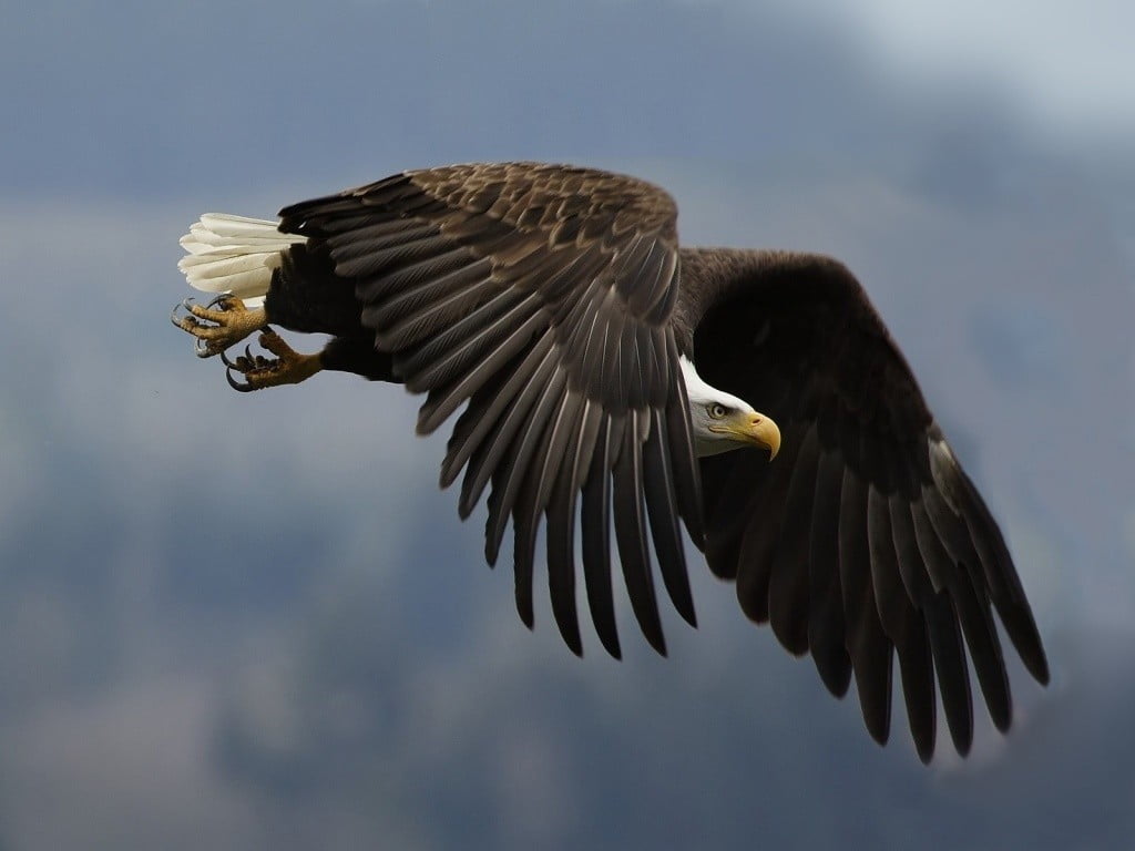 el águila animal de poder es el ojo de la conciencia