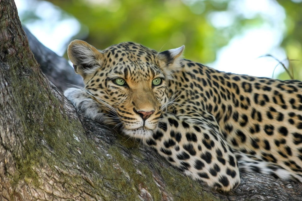 animal de poder leopardo